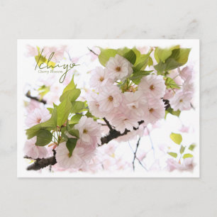 Cherry Blossom "Ichiyo" ポストカード Postcard