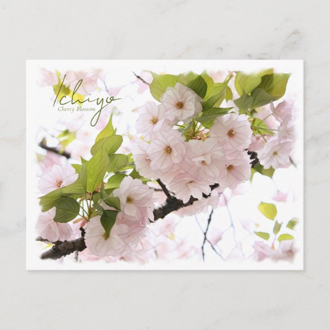 Cherry Blossom "Ichiyo" ポストカード Postcard (Front)