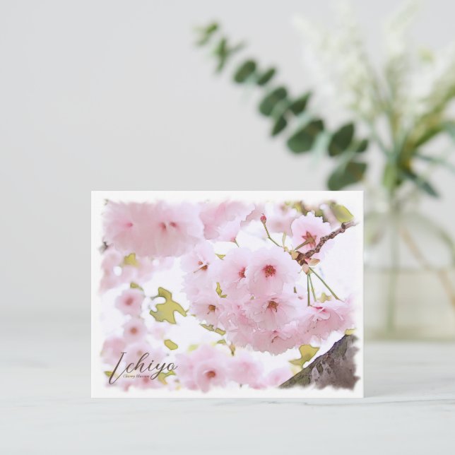 Cherry Blossom "Ichiyo" ポストカード Postcard (Standing Front)