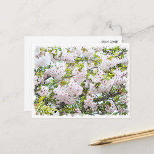 Cherry Blossom "Ichiyo" Postcard