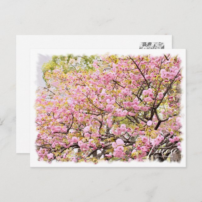 Cherry Blossom "Imose" ポストカード Postcard (Front/Back)