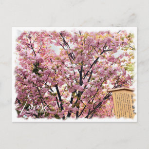 Cherry Blossom "Imose" ポストカード Postcard