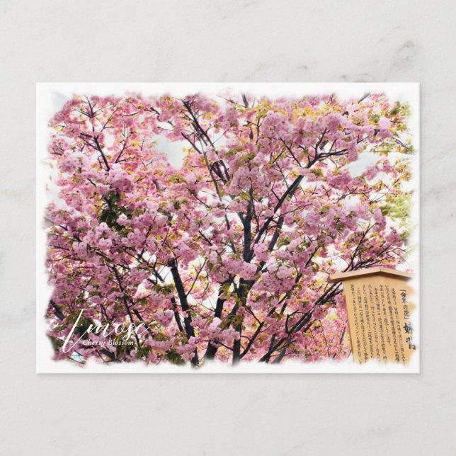 Cherry Blossom "Imose" ポストカード Postcard (Front)
