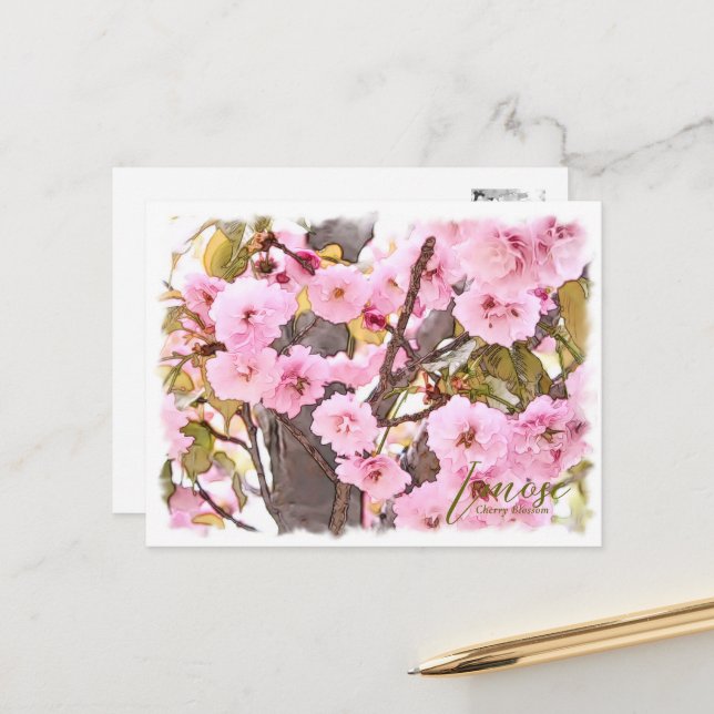 Cherry Blossom "Imose" ポストカード Postcard (Front/Back In Situ)