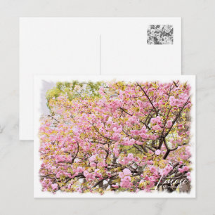 Cherry Blossom "Imose" Postcard
