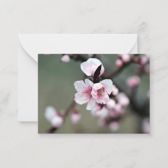 Cherry Blossom in Spring Card (Front)