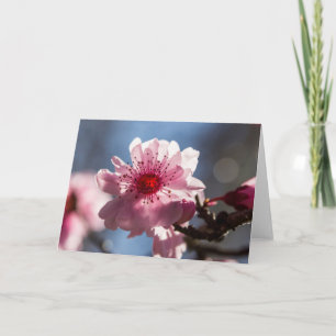 Cherry Blossom in the Sunshine Blank Greeting Card