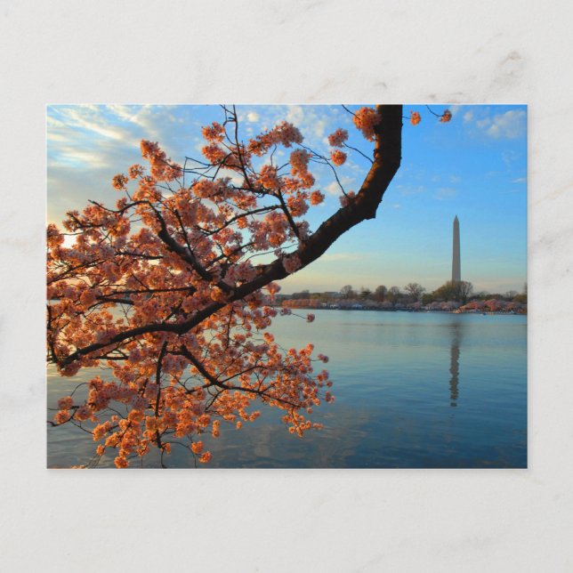 Cherry Blossom in  Washington D.C. Postcard (Front)
