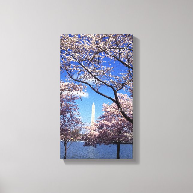Cherry blossom in Washington DC Canvas Print (Front)