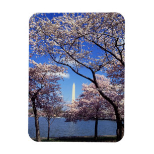 Cherry blossom in Washington DC Magnet