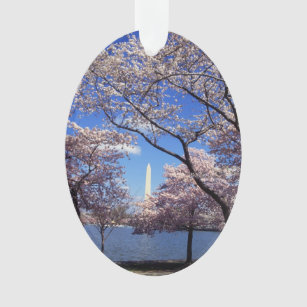 Cherry blossom in Washington DC Photo Ornament