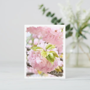 Cherry Blossom "Itokukuri" Postcard