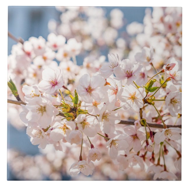Cherry blossom Japan floral pink pretty unique Tile (Front)