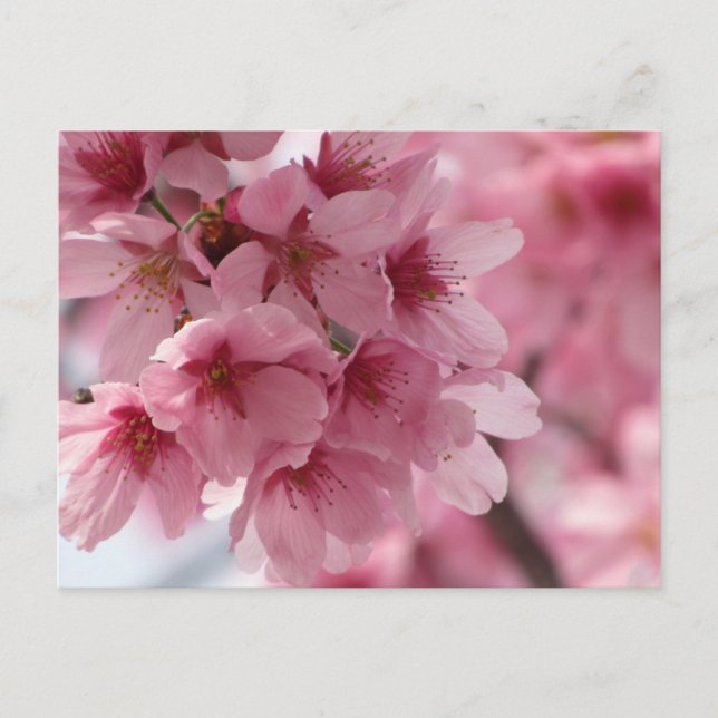 Cherry Blossom: Japan Postcard (Front)