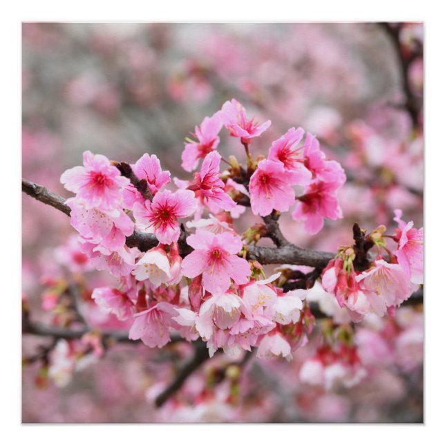 Cherry blossom Japanese floral pink Tree Flowers Poster (Front)