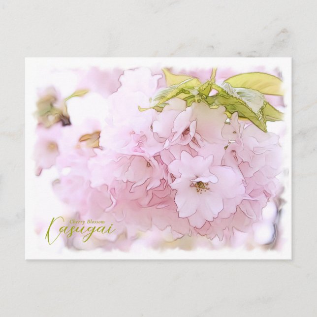 Cherry Blossom "Kasugai" Postcard (Front)