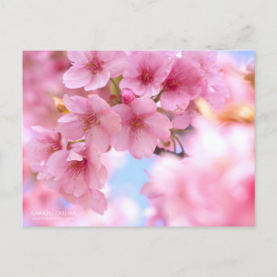 Cherry Blossom "Kawazu-zakura" : Carte postale