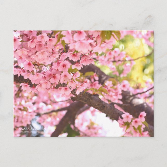 Cherry Blossom "Kawazu-zakura" : Carte postale (Devant)