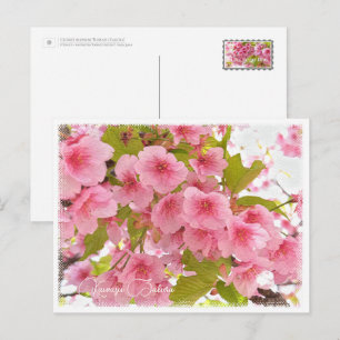 Cherry blossom "Kawazu-Zakura" Postcard