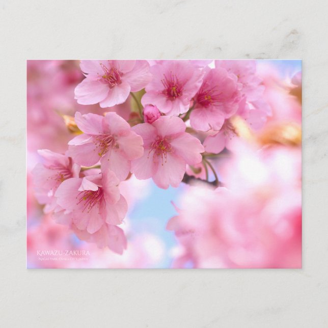 Cherry Blossom "Kawazu-zakura"：Postcard Postcard (Front)