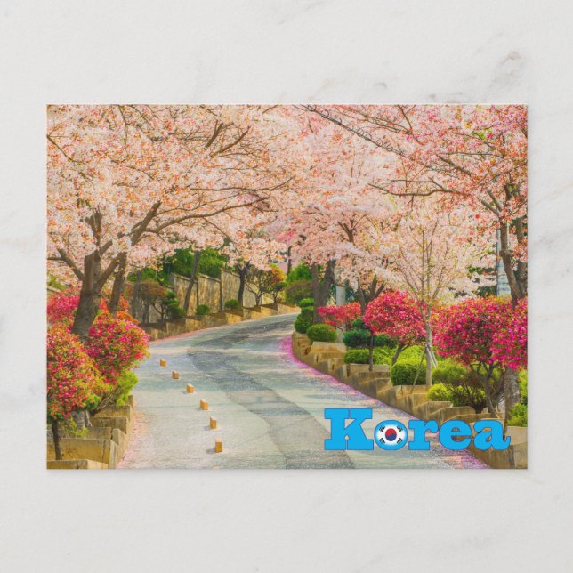 Cherry Blossom Korean Spring Postcard (Front)