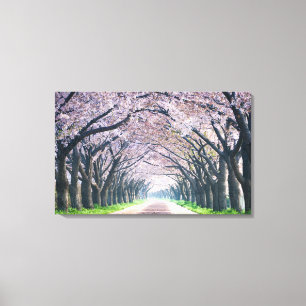 Cherry Blossom Lane Canvas Print
