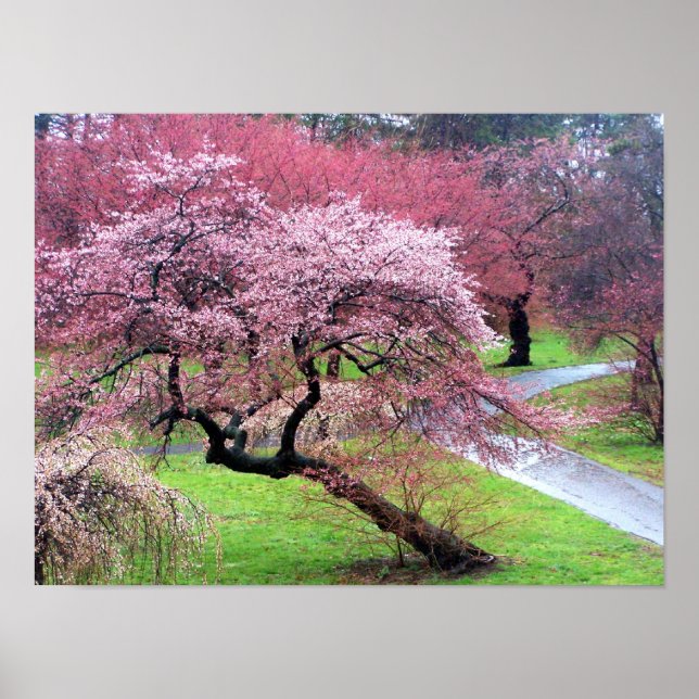 Cherry Blossom Lane Poster (Front)