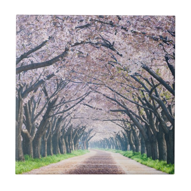 Cherry Blossom Lane Tile (Front)