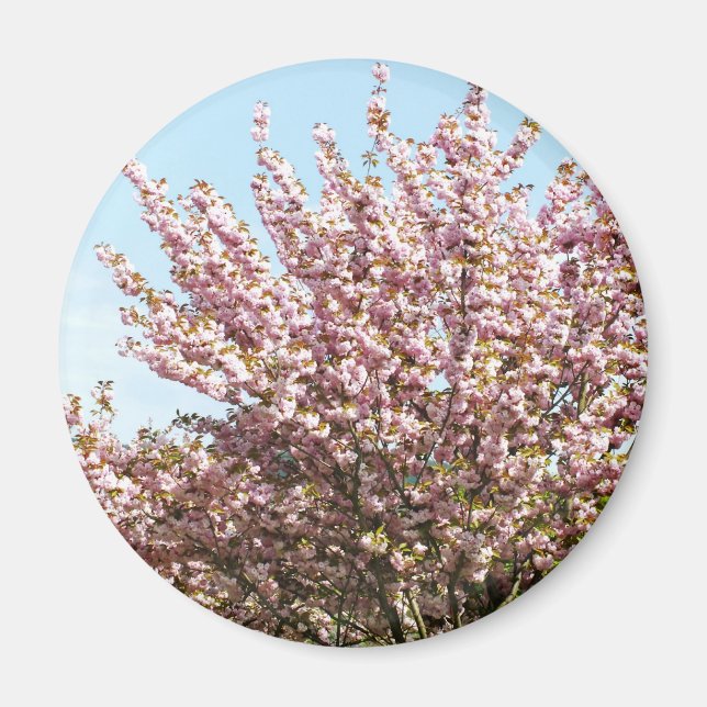 Cherry Blossom Magnet (Front)