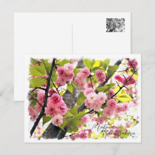 Cherry Blossom "Matsumae-kotoitozakura" Postcard