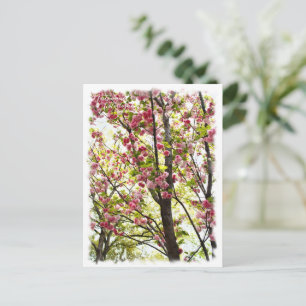 Cherry Blossom "Matsumae-kotoitozakura" Postcard