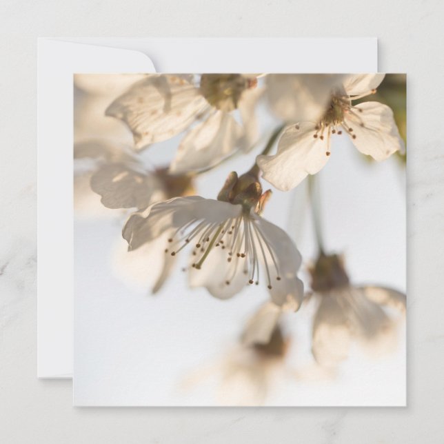 Cherry blossom nature photo card (Front)