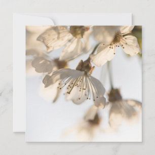 Cherry blossom nature photo card