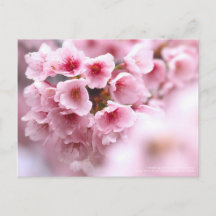 Cherry blossom "Oh-kanzakura"：Postcard