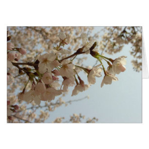 Cherry blossom pink