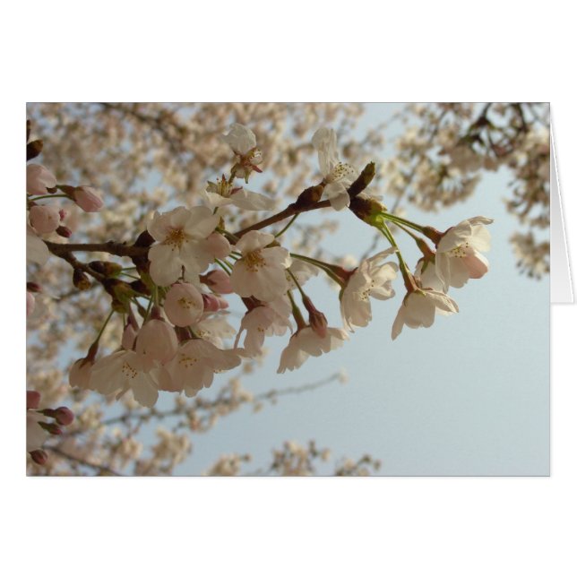 Cherry blossom pink (Front Horizontal)