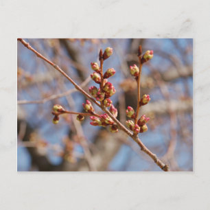 cherry blossom postcard