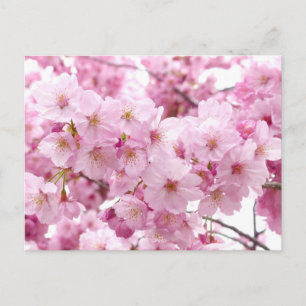 Cherry blossom postcard