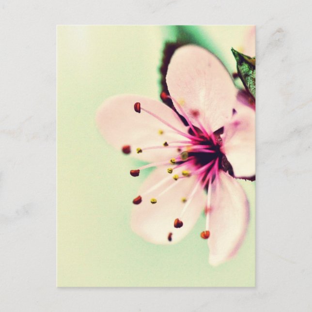 Cherry Blossom Postcard (Front)