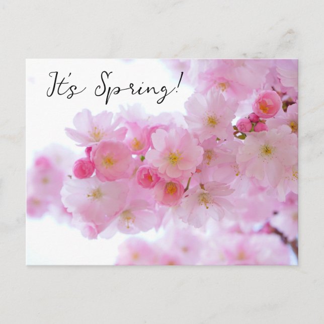 Cherry Blossom Postcard (Front)