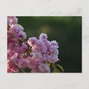 Cherry Blossom Postcard