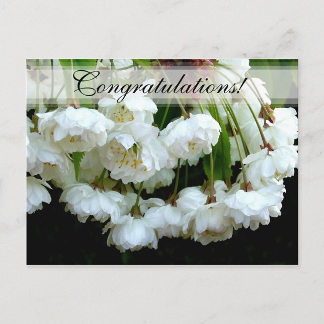 CHERRY BLOSSOM ~ Postcard # 2 (Front)