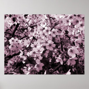 Cherry Blossom Poster