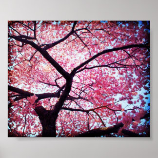 Cherry Blossom Poster