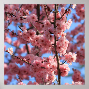 Cherry Blossom Poster