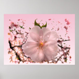 Cherry Blossom Poster