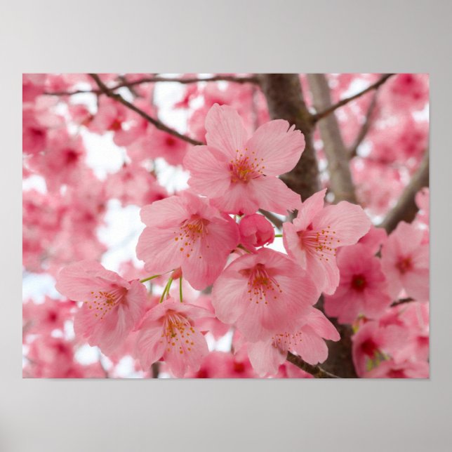 Cherry Blossom  Poster (Front)