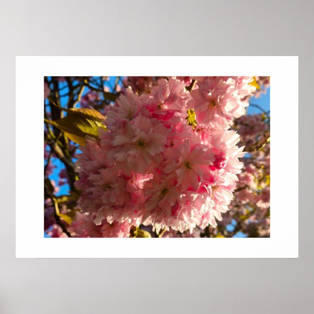 Cherry blossom  poster (Front)