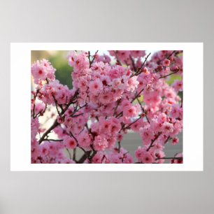 Cherry Blossom Poster