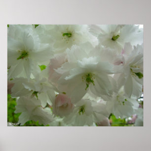 Cherry Blossom Poster Print White Flower Prints